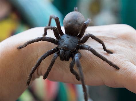 10 Biggest Spiders in the World