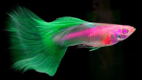 15 Most Beautiful EXOTIC Guppy in 2021||👑👑 Part-2|| Daily Guppy Videos ...