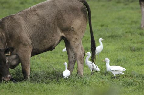 Pete's Flap Birding Aus: Cattle egret