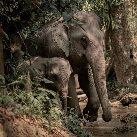 Laos Wildlife & Nature Tour: Elephants, Waterfalls & Jungles (2 Weeks)