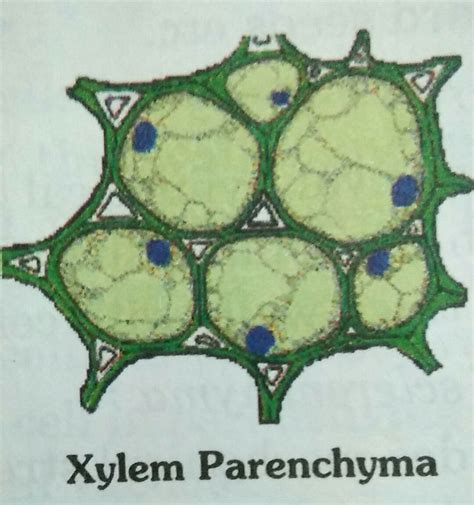 Xylem Parenchyma Diagram