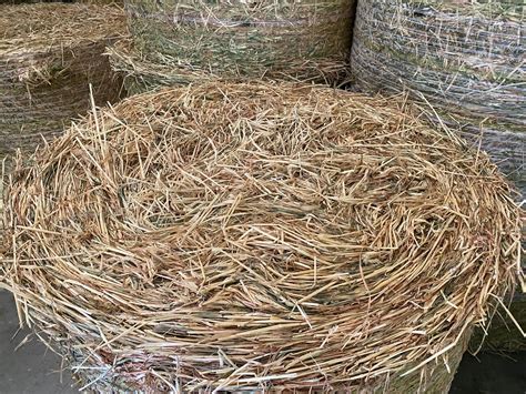 Barley Hay Round Bales For Sale