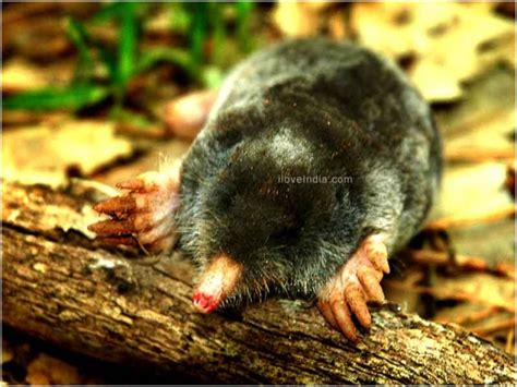 Facts About Mole - Interesting & Amazing Information On Moles