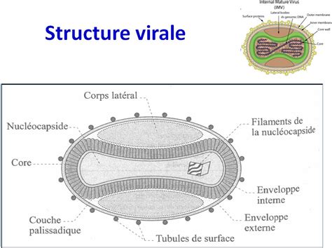 Images sélectionnées Poxviridae - vaccine - variole