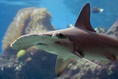 Hammerhead Shark Facts For Kids | Hammerhead Shark Diet & Habitat