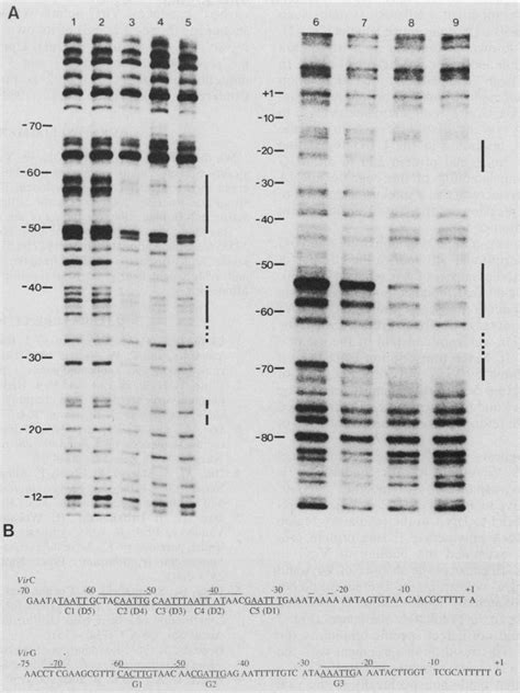 DNase I footprinting analysis. DNase I footprinting of the virC-D ...