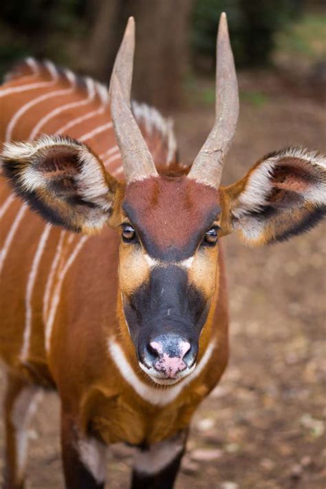 Kenya opens sanctuary for endangered antelope - The East African