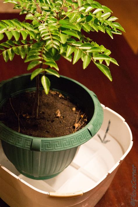 Watering plan for Indoor Curry leaves plant during your absence As many ...