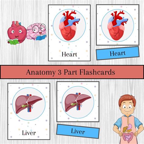 Anatomy Printable Flashcards for Preschool and Kindergarten Three-part ...