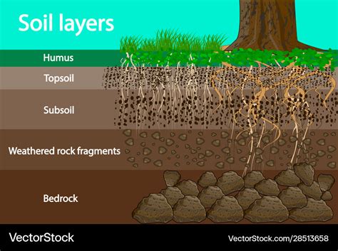 Soil layers Royalty Free Vector Image - VectorStock