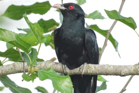 9 Amazing Black Birds With RED EYES – Global Birding Initiative