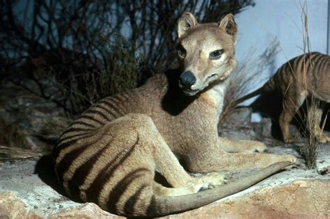 Thylacine taxidermy specimen from the South Australian Museum, formerly ...