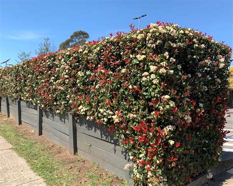 Photinia x fraseri Robusta | GardensOnline