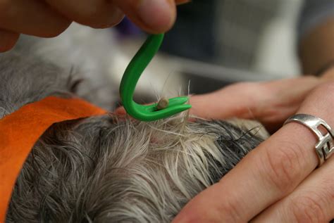 O'Tom Tick Removal Tool - Kingsbrook Animal Hospital's Blog