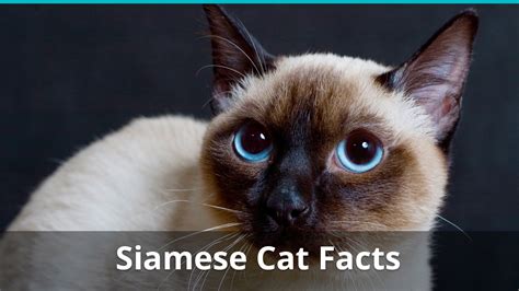 Siamese Cat Facts, Colors, Health Issues, Nutrition, And More Vital Info