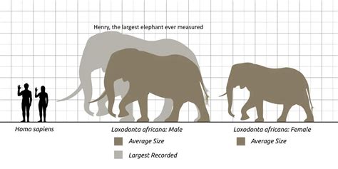 African bush elephant size diagram - Our Planet