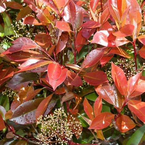 Photinia Red Robin Diseases / Better varieties are 'indian princess ...