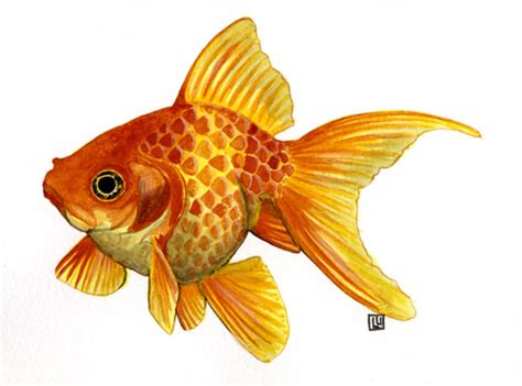 Art illustration - Lakes "freshwater fish" - (Goldfish) is a species of ...