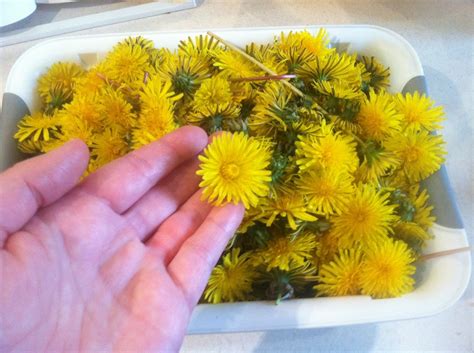 Dandelion Tea Recipe | ThriftyFun