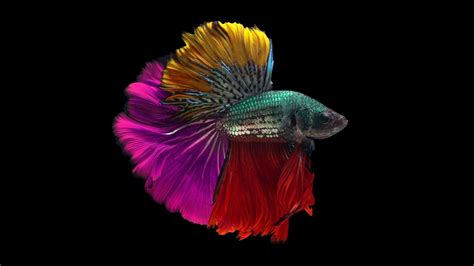 The Secrets Behind Betta Fish: A Journey Through Color and Genetics