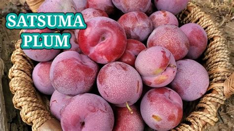 HARVESTING SATSUMA PLUM - YouTube