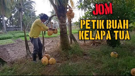 Mengutip Dan Mengupas Buah Kelapa Tua | Picking And Plucking Old ...