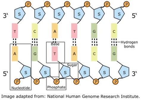 What is DNA? Nucleotides, Bases and Information Storage | HubPages