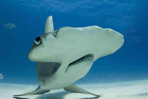 Hammerhead | Shark, Hammerhead shark facts, Shark photos