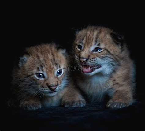 Two Pretty Eurasian Lynx Cubs on Black Background Stock Photo - Image ...