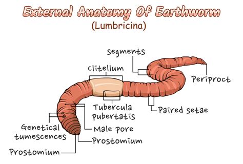 External anatomy of earthworm illustration. 20457554 Vector Art at Vecteezy