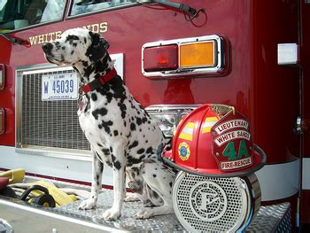 Firehouse Dalmatian - TV Tropes