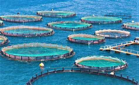 Secrets About Types Of Aquaculture That Has Never Been Revealed