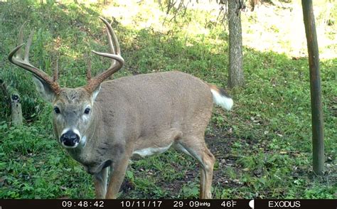 2017 Critical Pre Rut Whitetail Forecast Alert | Whitetail Habitat ...