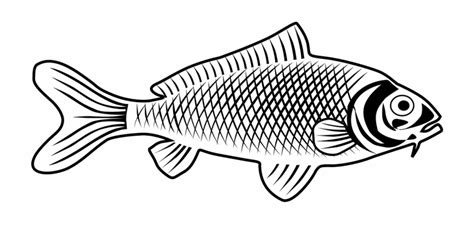 Fish Animal Biology Fauna Png Image Fish Images - Clip Art Library