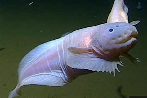 Researchers find fish swimming 5 miles below the surface