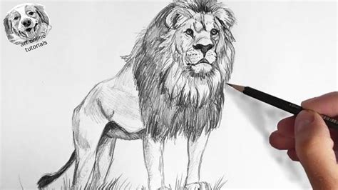 How to Draw a Lion with Pencil Very Easy and Step by Step - YouTube