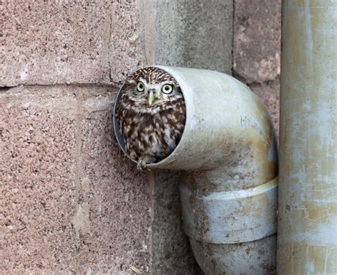 The six types of owl you’ll find in Britain - Country Life