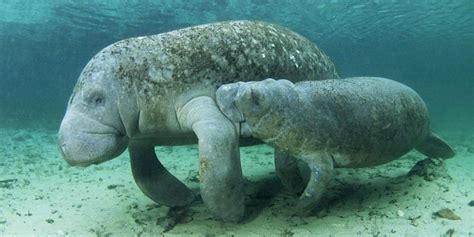 Save the Weirdos. Manatees | by Anna Mirocha | Center for Biological ...