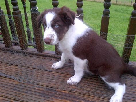 23+ White And Brown Border Collie Puppy - l2sanpiero