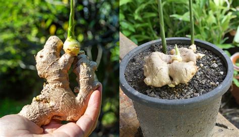 How To Grow Ginger No Matter Where You Live