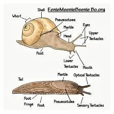 SLUGS AND SNAILS AND SLIMEY TRAILS - Corky's Pest Control Services ...