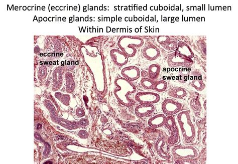 Skin - Merocrine and Apocrine Sweat Glands - Histology | Sweat gland ...