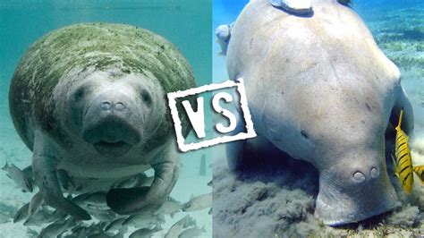 Dugong Vs Manatee