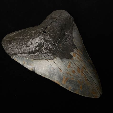 5.28" Megalodon Shark Tooth Fossil - The Fossil Exchange - Touch of Modern