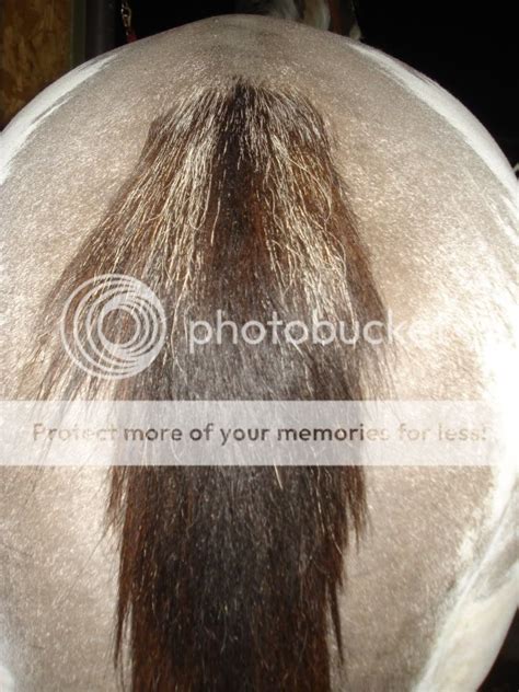 forelock and tail extensions - Page 3 - The Horse Forum