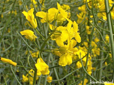 Karen`s Nature Photography: Blooming Rapeseed Plants.