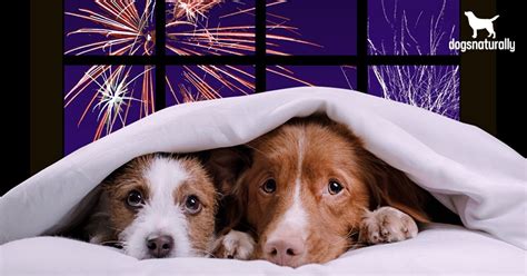 5 Ways To Help Calm Your Dog During Fireworks - Dogs Naturally