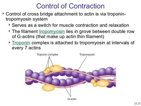 The Role Of Tropomyosin In Cardiac Function And Disease Intechopen ...