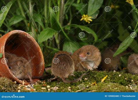 Harvest Mice in Natural Habitat Stock Photo - Image of grass, cutout ...