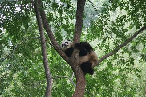 Giant Pandas in Beijing Zoo